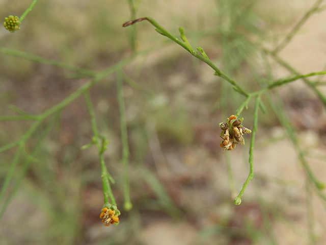 Amphiachyris dracunculoides (Prairie broomweed) #89031