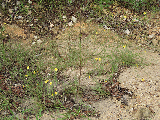 Amphiachyris dracunculoides (Prairie broomweed) #89032