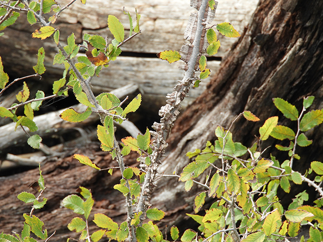 Ulmus crassifolia (Cedar elm) #89163