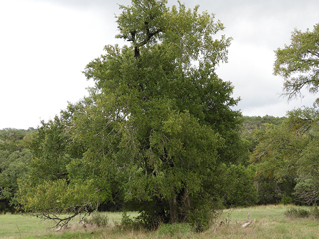 Ulmus crassifolia (Cedar elm) #89171