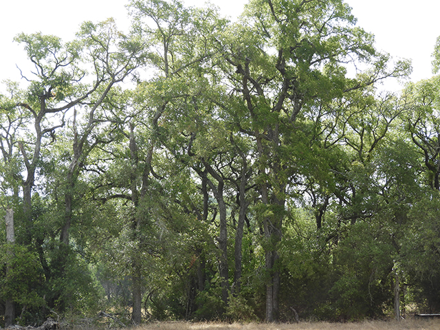 Ulmus crassifolia (Cedar elm) #89190