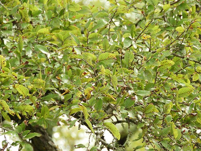 Ulmus crassifolia (Cedar elm) #89202