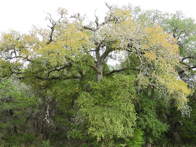 Ulmus crassifolia (Cedar elm) #89205