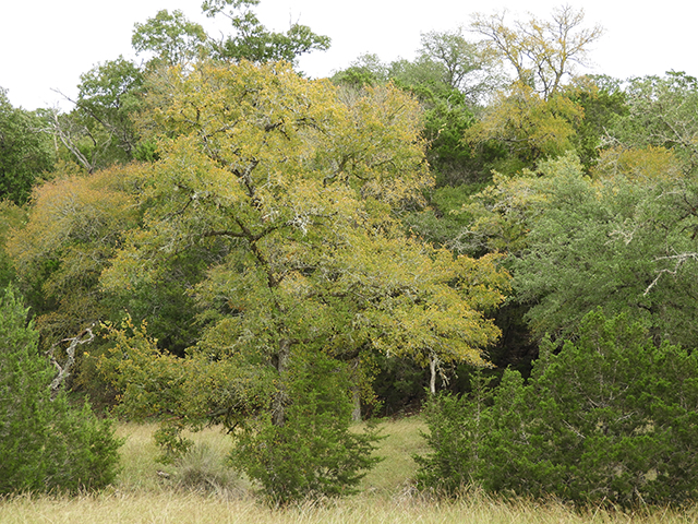 Ulmus crassifolia (Cedar elm) #89207