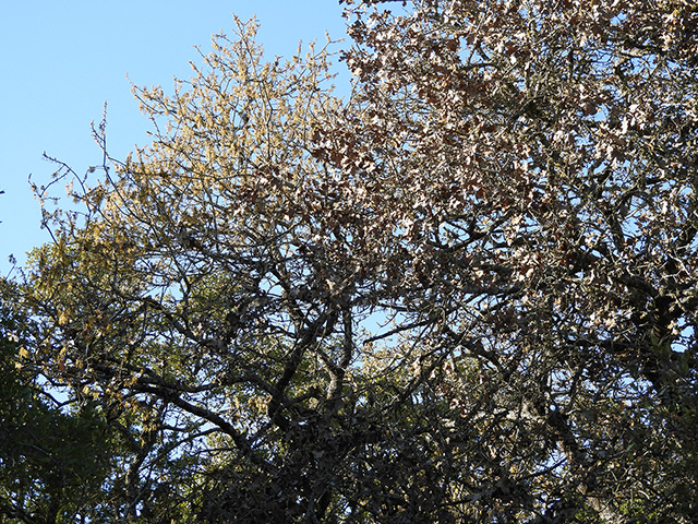 Quercus marilandica var. marilandica (Blackjack oak) #89277