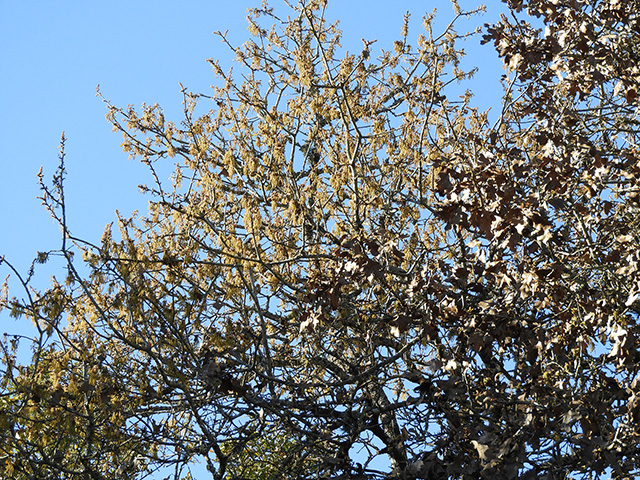 Quercus marilandica var. marilandica (Blackjack oak) #89278