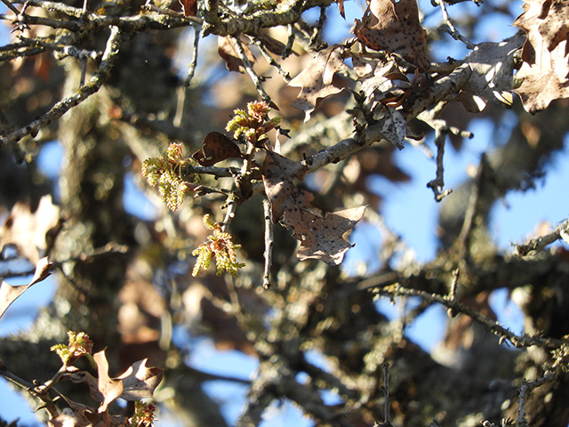 Quercus marilandica var. marilandica (Blackjack oak) #89280