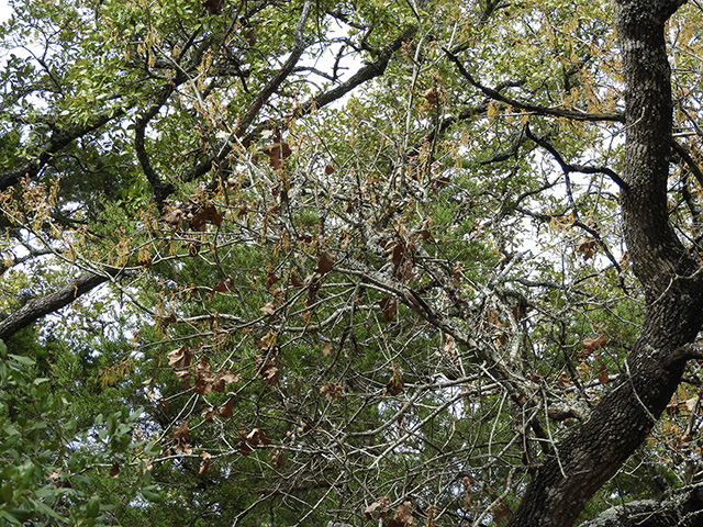 Quercus marilandica var. marilandica (Blackjack oak) #89281