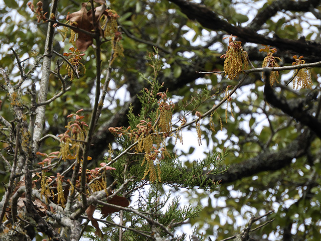 Quercus marilandica var. marilandica (Blackjack oak) #89282