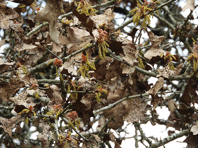 Quercus marilandica var. marilandica (Blackjack oak) #89283