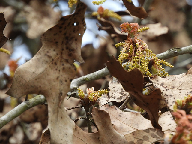 Quercus marilandica var. marilandica (Blackjack oak) #89284
