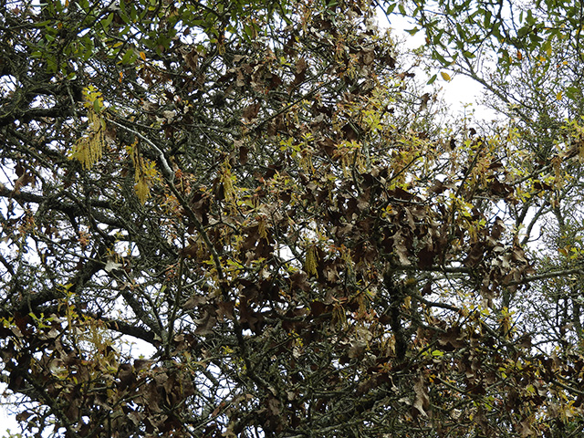 Quercus marilandica var. marilandica (Blackjack oak) #89285