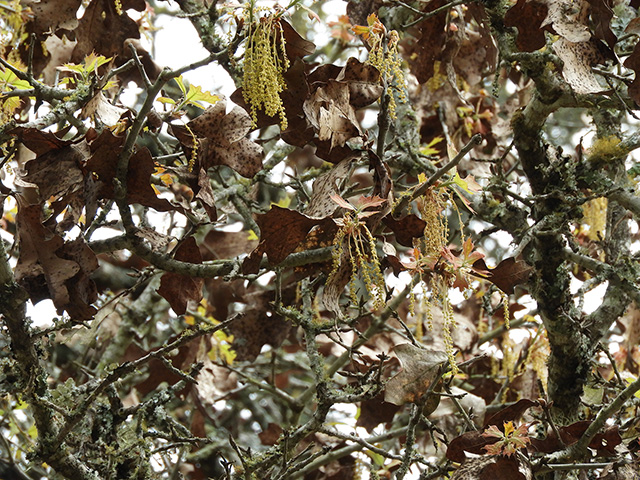 Quercus marilandica var. marilandica (Blackjack oak) #89286