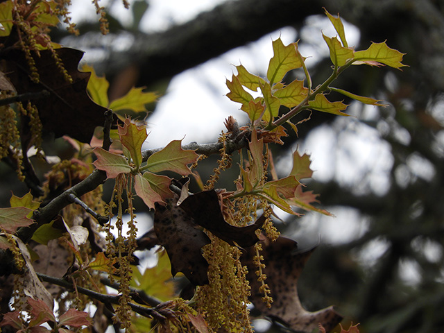 Quercus marilandica var. marilandica (Blackjack oak) #89288