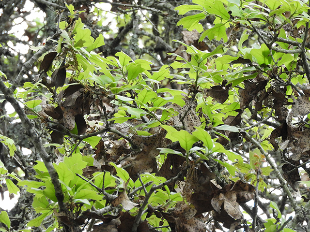 Quercus marilandica var. marilandica (Blackjack oak) #89290