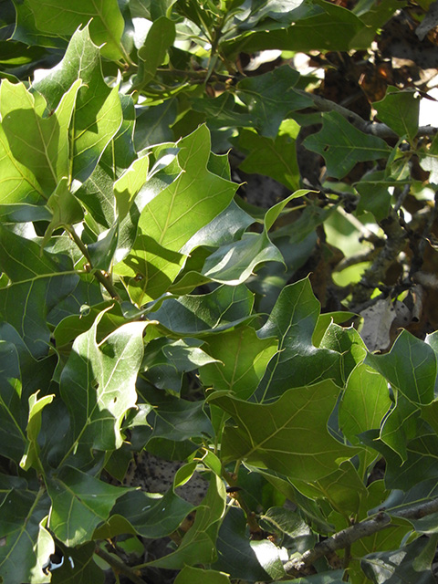 Quercus marilandica var. marilandica (Blackjack oak) #89294