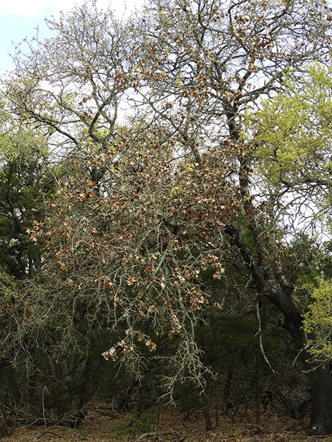 Quercus marilandica var. marilandica (Blackjack oak) #89295