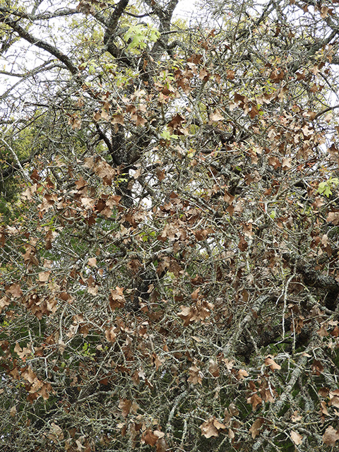 Quercus marilandica var. marilandica (Blackjack oak) #89296