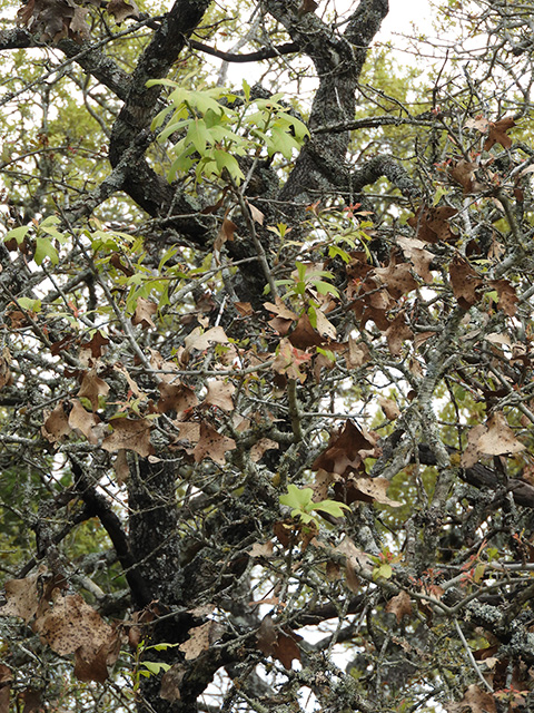Quercus marilandica var. marilandica (Blackjack oak) #89297