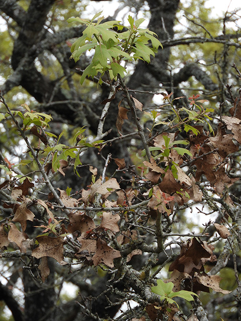 Quercus marilandica var. marilandica (Blackjack oak) #89298
