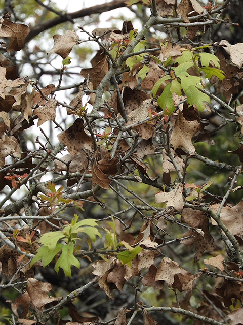 Quercus marilandica var. marilandica (Blackjack oak) #89299