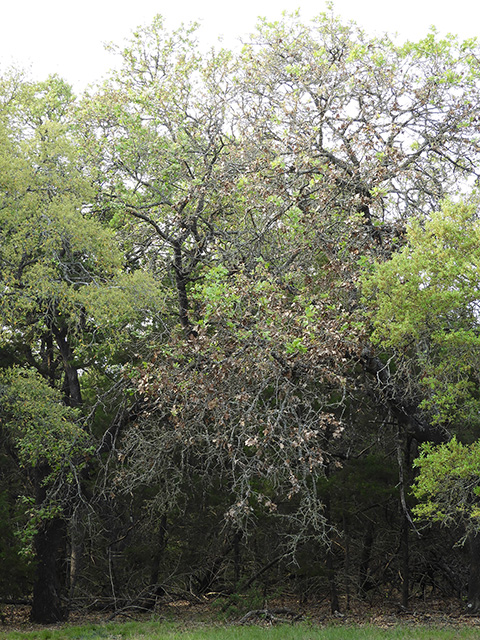 Quercus marilandica var. marilandica (Blackjack oak) #89300