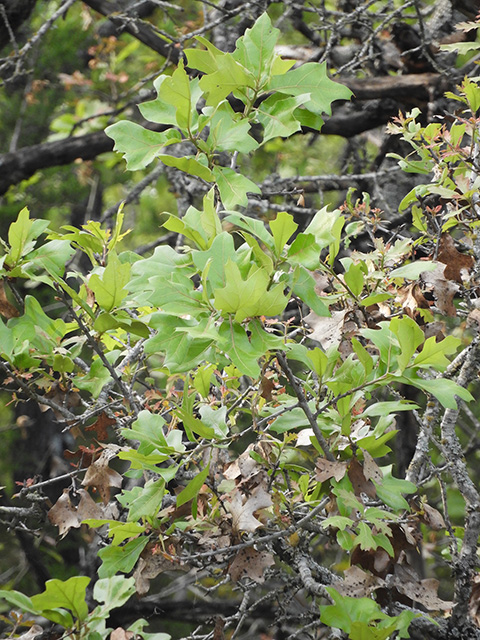 Quercus marilandica var. marilandica (Blackjack oak) #89301