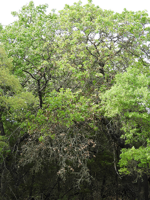 Quercus marilandica var. marilandica (Blackjack oak) #89302