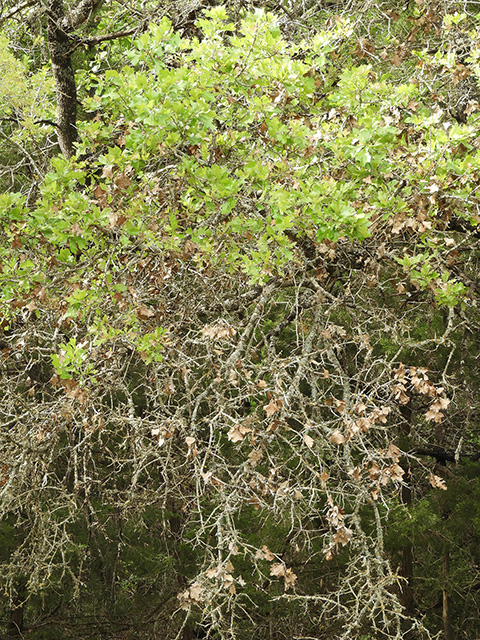 Quercus marilandica var. marilandica (Blackjack oak) #89303