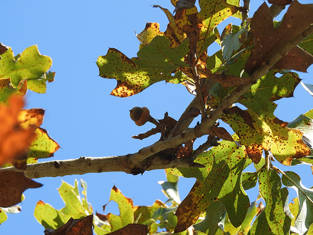 Quercus marilandica var. marilandica (Blackjack oak) #89304
