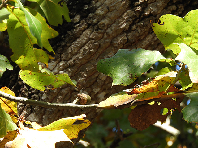 Quercus marilandica var. marilandica (Blackjack oak) #89305