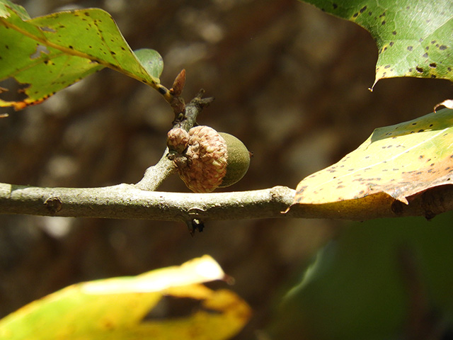 Quercus marilandica var. marilandica (Blackjack oak) #89306