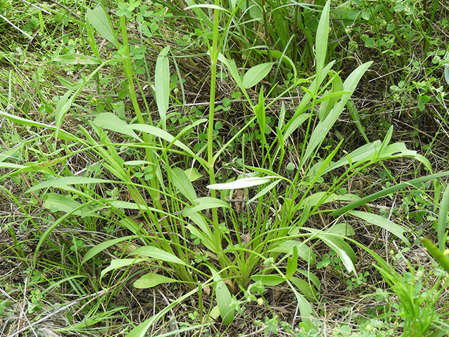Coreopsis grandiflora var. longipes (Largeflower tickseed) #89485