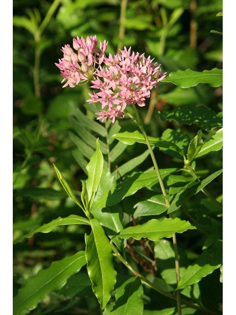 Asclepias rubra (Red milkweed) #36329