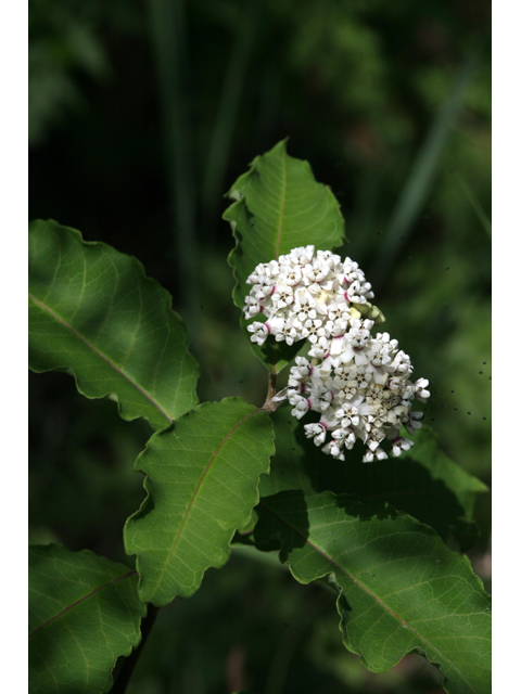 Asclepias variegata (Redring milkweed) #36336