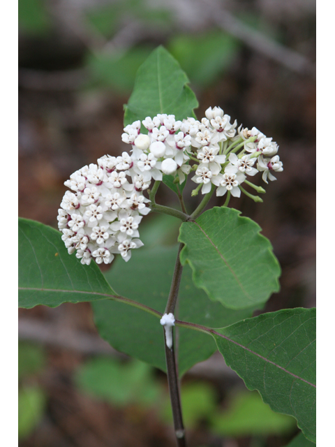 Asclepias variegata (Redring milkweed) #36338