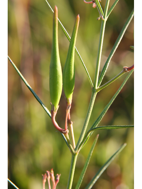 Asclepias verticillata (Whorled milkweed) #36342