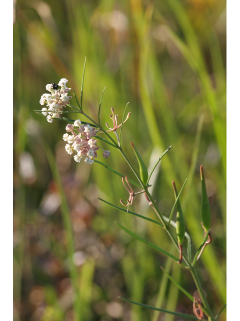 Asclepias verticillata (Whorled milkweed) #36343