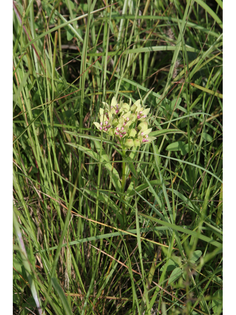 Asclepias viridis (Green milkweed) #36345