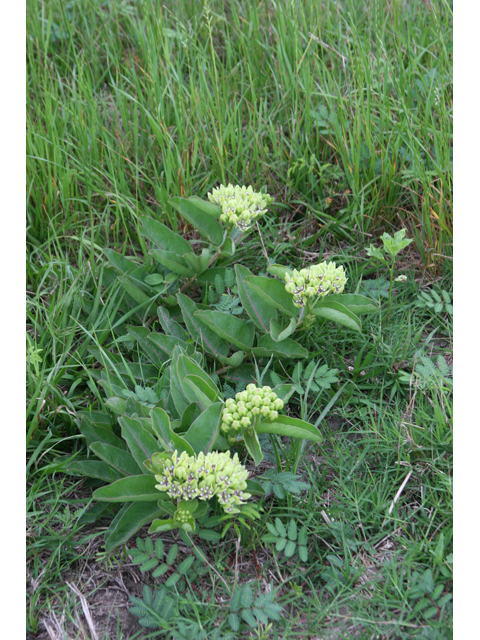 Asclepias viridis (Green milkweed) #36354