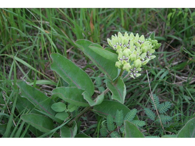 Asclepias viridis (Green milkweed) #36357