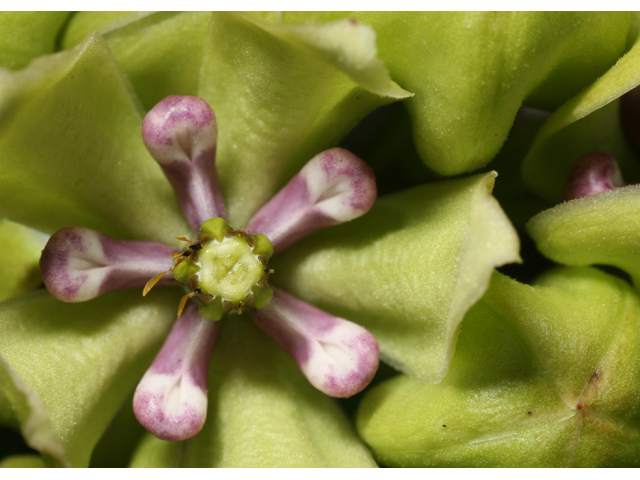 Asclepias viridis (Green milkweed) #36358