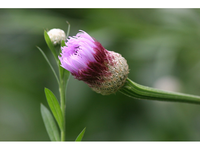 Centaurea americana (American basket-flower) #36403