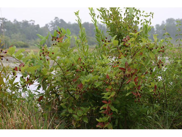 Cephalanthus occidentalis (Common buttonbush) #36409