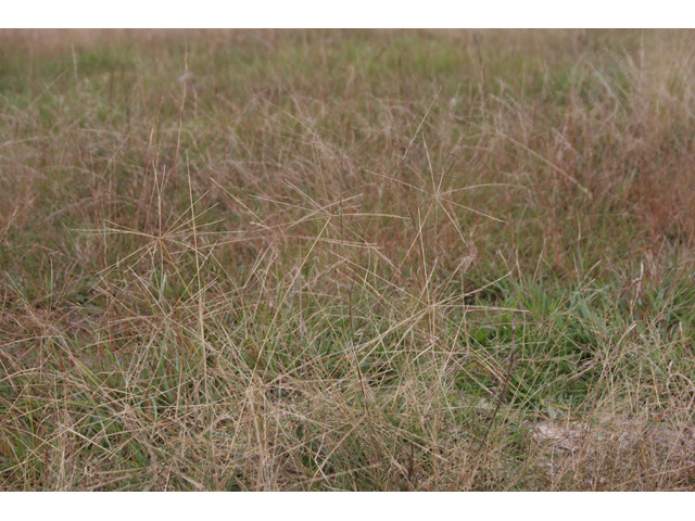 Chloris texensis (Texas windmill grass) #36418