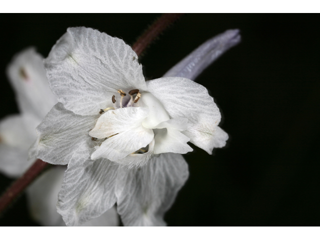 Delphinium carolinianum ssp. virescens (Carolina larkspur) #36455