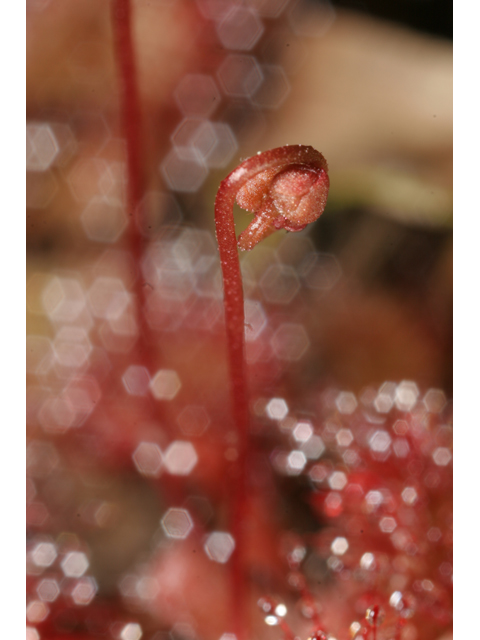 Drosera brevifolia (Dwarf sundew) #36459
