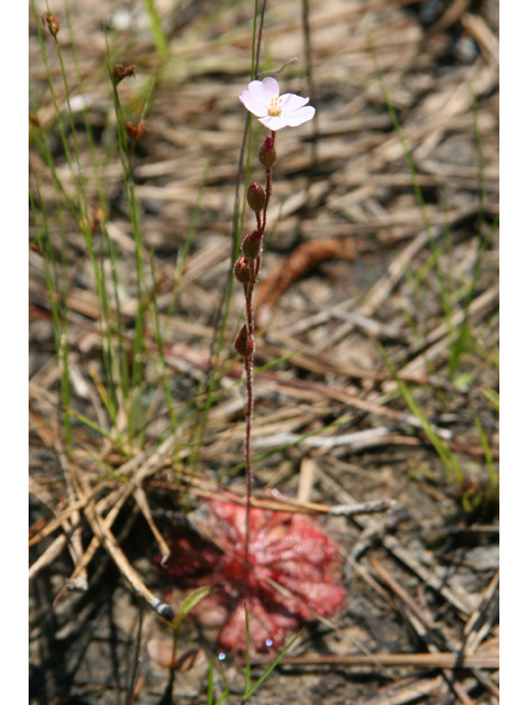 Drosera brevifolia (Dwarf sundew) #36461
