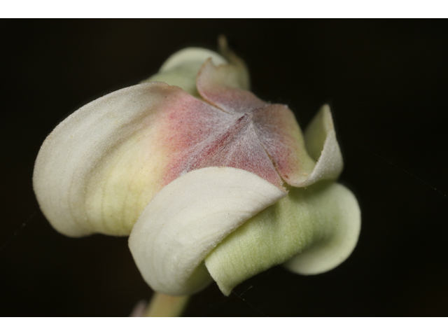 Cornus florida (Flowering dogwood) #36484