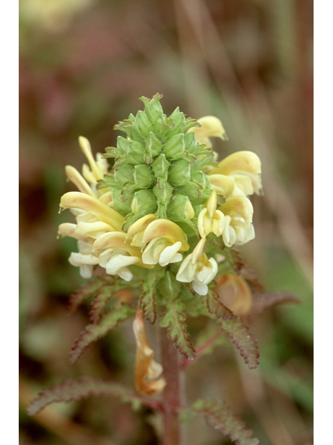 Pedicularis canadensis (Canadian lousewort) #36489